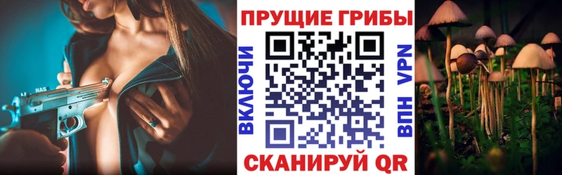 Псилоцибиновые грибы Cubensis  купить наркотики цена  мориарти телеграм  Нерчинск 
